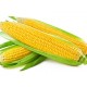 5 Fresh Corns 